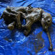 A complete baby woolly mammoth named Nun cho ga from Eureka Creek, Yukon.
